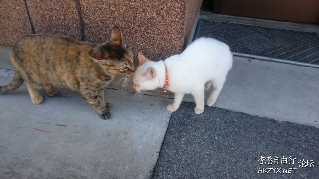 熊公：永遠咁愛您！  Pets 寵物護理 +紀念堂