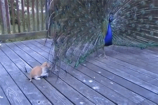   Birds 飛烏