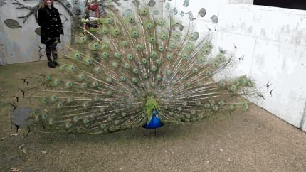   Birds 飛烏