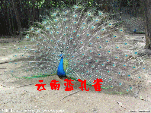   Birds 飛烏