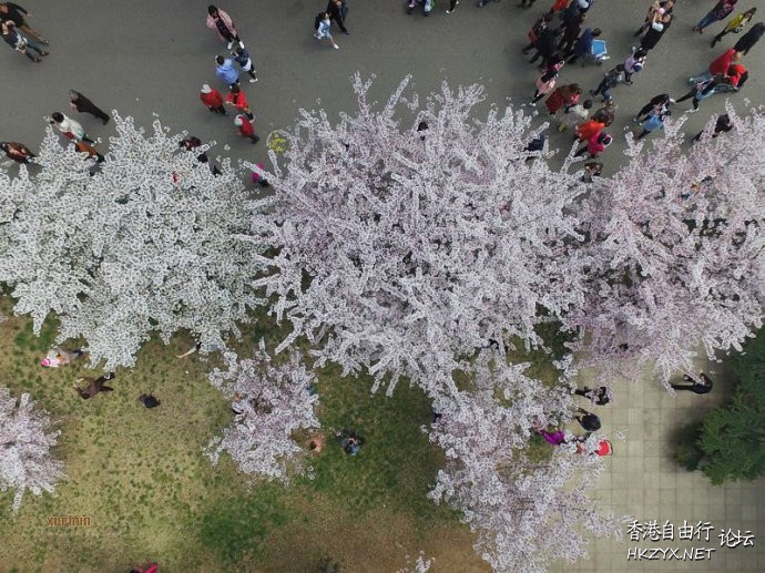 青岛660米樱花大道  ChinaTravel 中國觀光景點