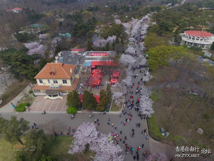 青岛660米樱花大道  ChinaTravel 中國觀光景點