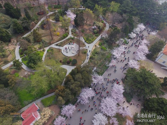 青岛660米樱花大道  ChinaTravel 中國觀光景點