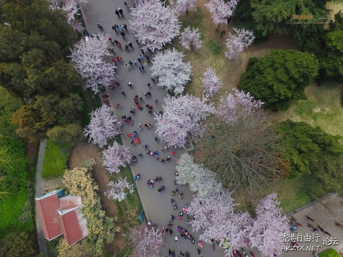 青岛660米樱花大道  ChinaTravel 中國觀光景點