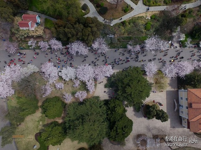青岛660米樱花大道  ChinaTravel 中國觀光景點