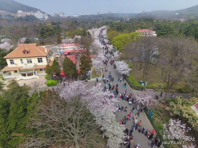 青岛660米樱花大道  ChinaTravel 中國觀光景點