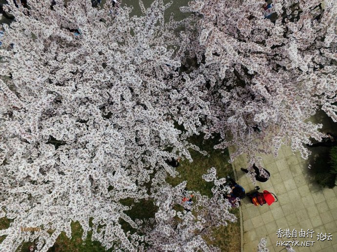 青岛660米樱花大道  ChinaTravel 中國觀光景點