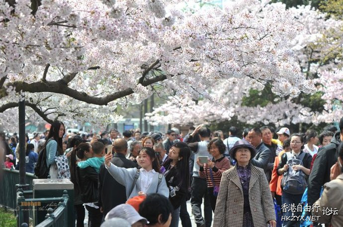 青岛660米樱花大道  ChinaTravel 中國觀光景點