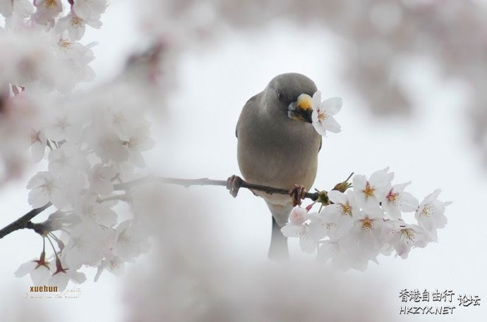   Birds 飛烏