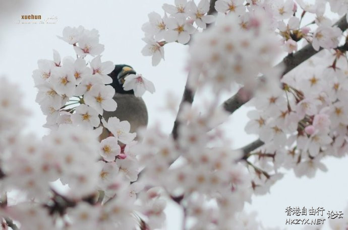   Birds 飛烏