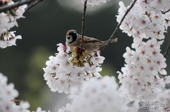   Birds 飛烏