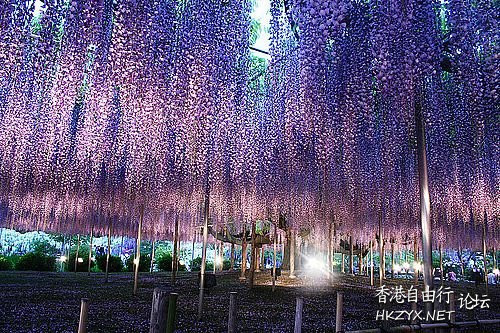 灵魂树再现：日本紫藤  World Travel 世界旅遊