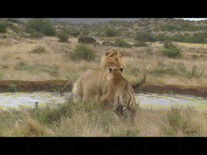 草丛野生老虎  Wild animal 野生動物