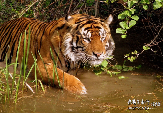 老虎與羊成好朋友  Ecology 生態留影
