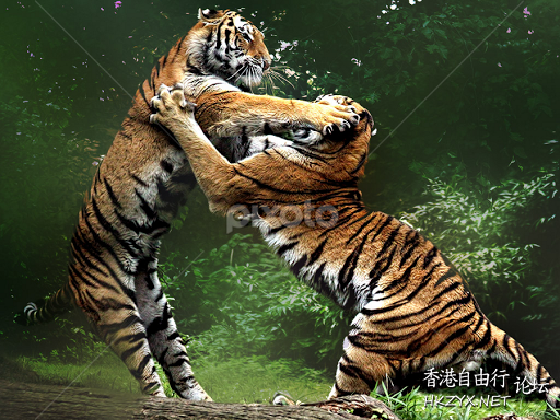   Ecology 生態留影
