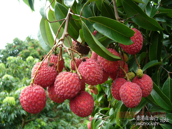 吃荔枝會暈倒？  中藥問症