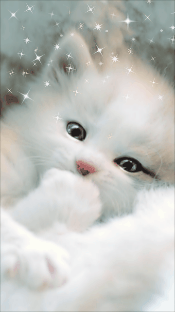  Pets 寵物護理 +紀念堂