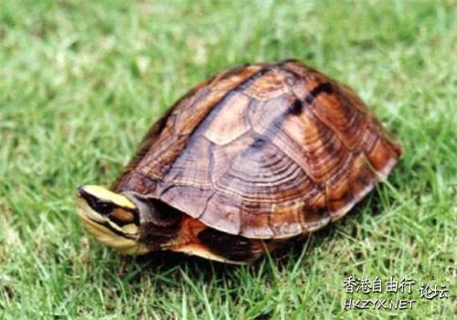 龜龜龜龜龜龜龜龜  Pets 寵物護理 +紀念堂
