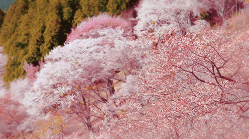   Flowers花卉