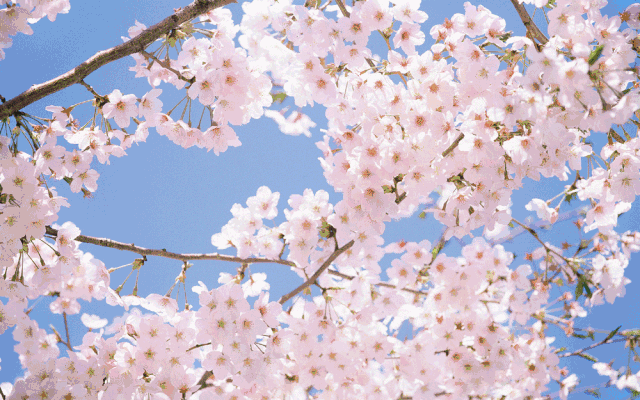   Flowers花卉