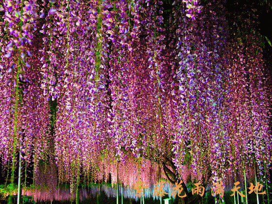 紫藤挂云木 香风流美人  Flowers花卉
