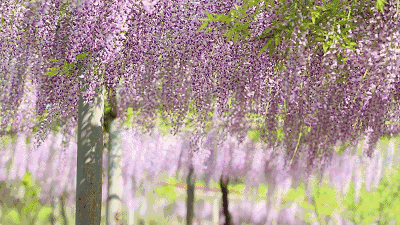 紫藤挂云木 香风流美人  Flowers花卉