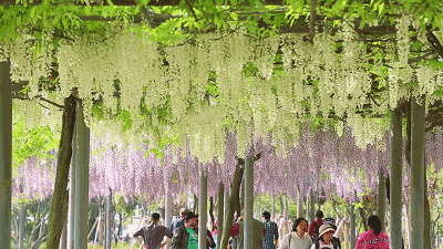 紫藤挂云木 香风流美人  Flowers花卉