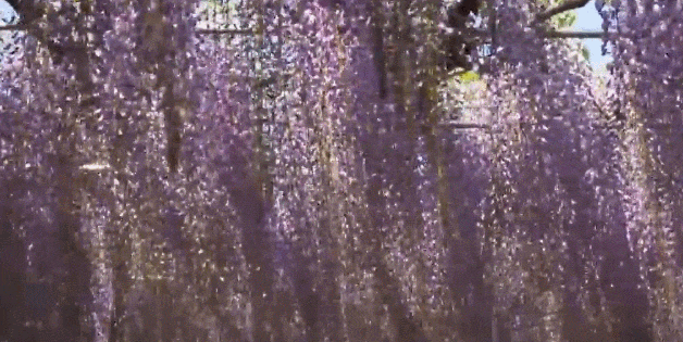 紫藤挂云木 香风流美人  Flowers花卉