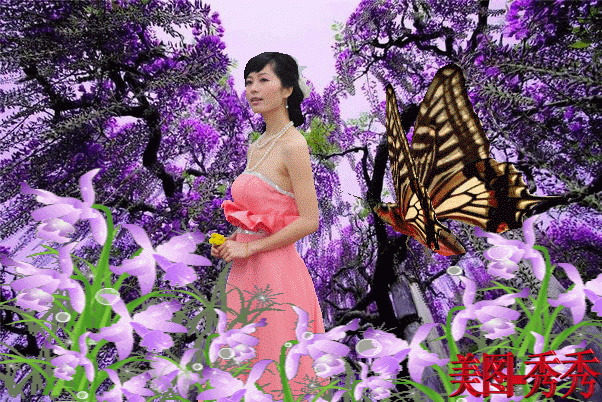 紫藤挂云木 香风流美人  Flowers花卉