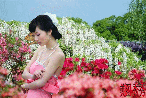 紫藤挂云木 香风流美人  Flowers花卉