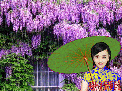 紫藤挂云木 香风流美人  Flowers花卉