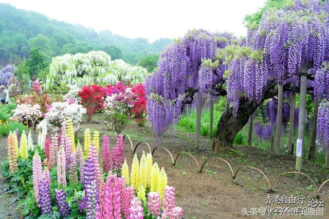   Flowers花卉