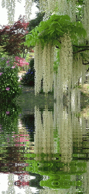 紫藤挂云木 香风流美人  Flowers花卉