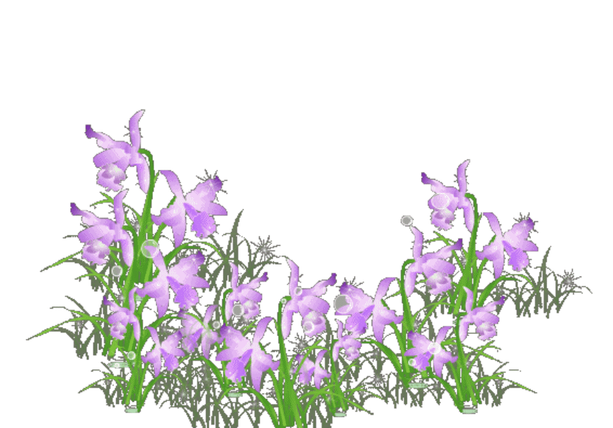   Flowers花卉