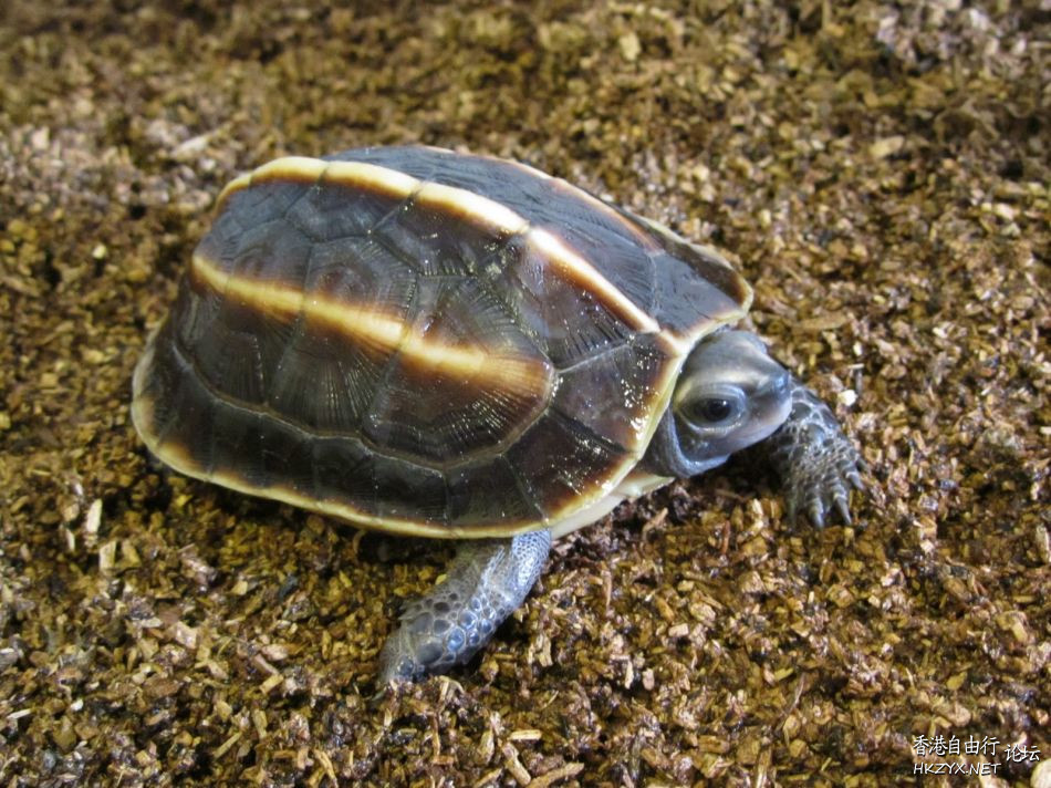 龜龜龜龜龜龜龜龜  Pets 寵物護理 +紀念堂