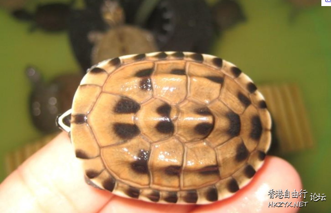 龜龜龜龜龜龜龜龜  Pets 寵物護理 +紀念堂
