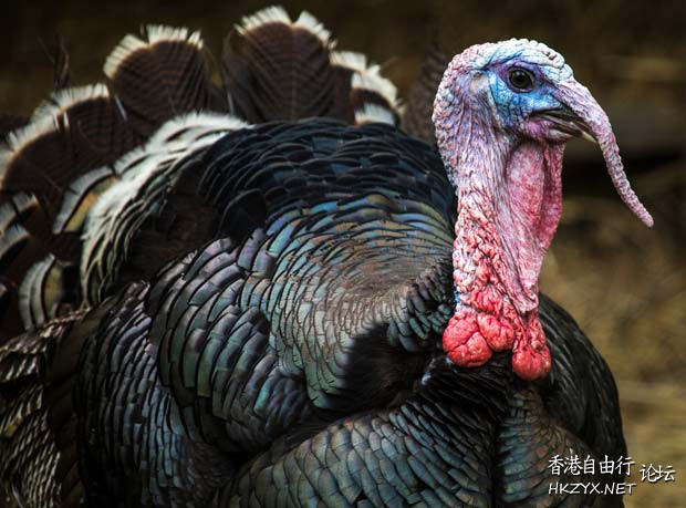 土耳其為什麼是Turkey？  推理題 + 為什么?