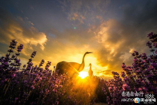   Sunset 夕陽