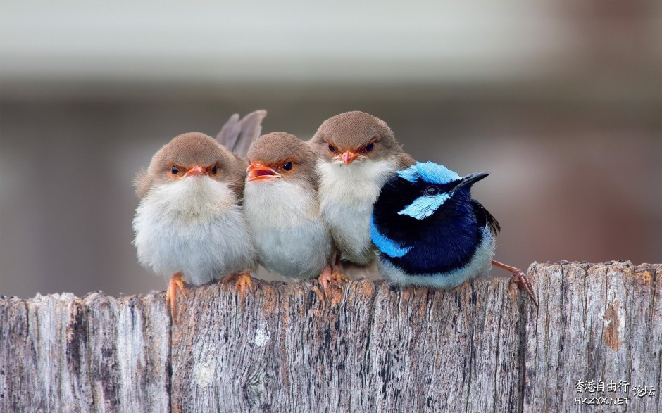  Birds 飛烏