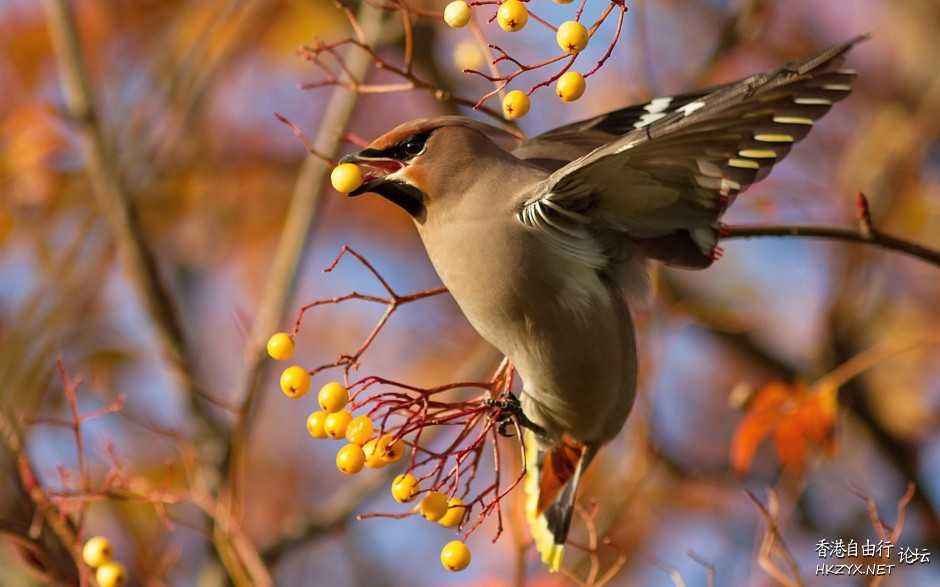   Birds 飛烏
