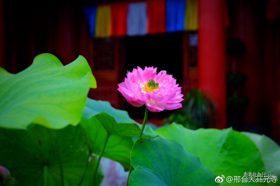 你相信运气吗？请记住只有因果  风水玄学 + 生肖運程