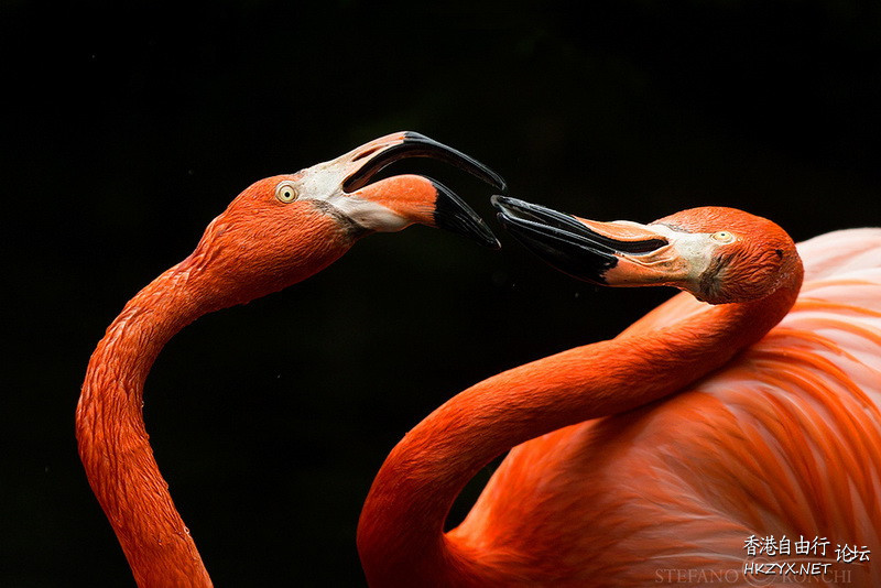   Birds 飛烏