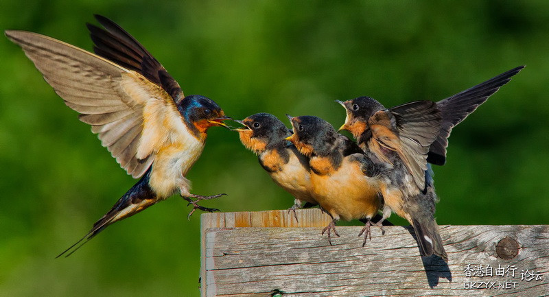   Birds 飛烏