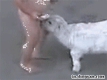   Baby 虾仔虾女