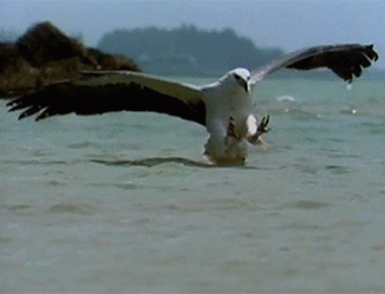   Birds 飛烏