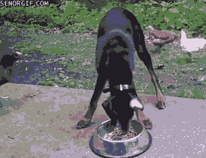   Pets 寵物護理 +紀念堂