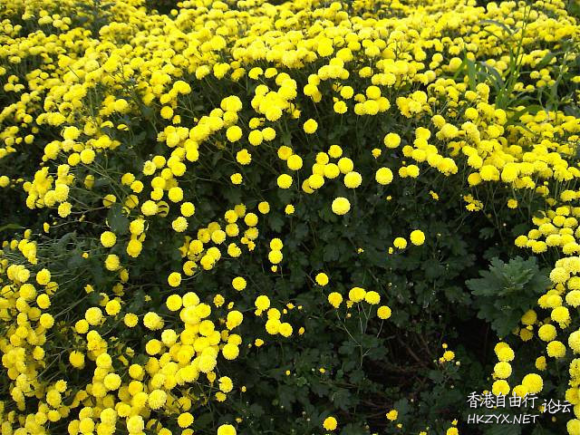   Flowers花卉