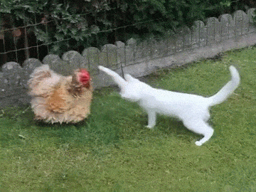   Birds 飛烏
