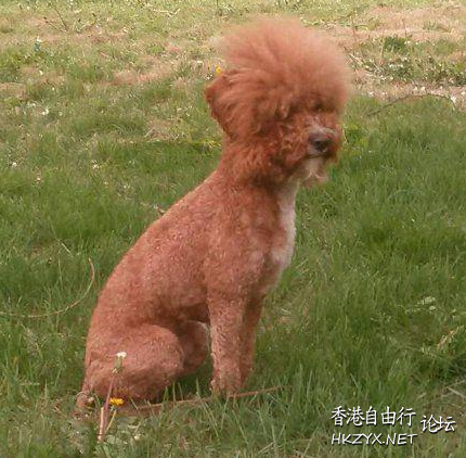   Pets 寵物護理 +紀念堂