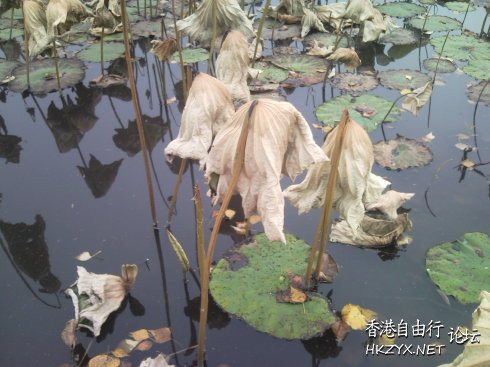  山水花林啓唔人生